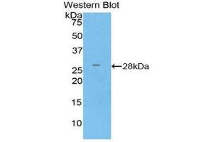 Western Blotting (WB) image for anti-Glutathione S-Transferase kappa 1 (GSTK1) (AA 7-222) antibody (ABIN1859089) (GSTK1 anticorps  (AA 7-222))