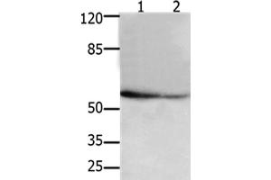 Western Blot analysis of 293T and hela cel using API5 Polyclonal Antibody at dilution of 1:250 (Apoptosis Inhibitor 5 anticorps)