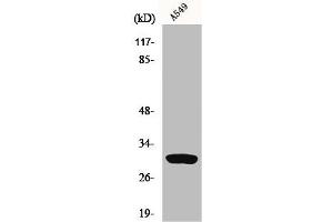 Western Blot analysis of A549 cells using Inhibin β-C Polyclonal Antibody (INHBC anticorps  (Internal Region))