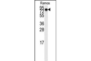 Western blot analysis of anti-DLG7 Antibody (N-term) (ABIN389311 and ABIN2839432) in Ramos cell line lysates (35 μg/lane).