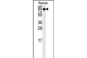 Western blot analysis of anti-DLG7 Antibody (N-term) (ABIN389311 and ABIN2839432) in Ramos cell line lysates (35 μg/lane). (DLGAP5 anticorps  (N-Term))