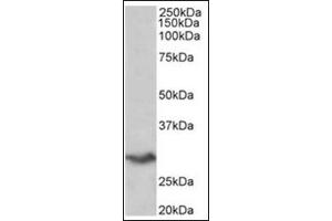 Staining of Human Spleen lysate (35µg protein in RIPA buffer) using VTCN1 antibody at 0. (VTCN1 anticorps  (Internal Region))