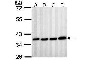 WB Image Sample (30 ug of whole cell lysate) A: H1299 B: Hela C: Hep G2 , D: Molt-4 , 12% SDS PAGE antibody diluted at 1:10000