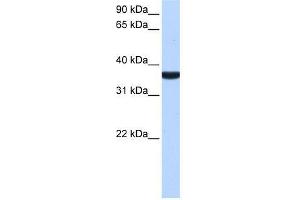 TP53I13 antibody used at 0.