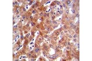 CYP1A2 antibody immunohistochemistry analysis in formalin fixed and paraffin embedded human liver tissue.