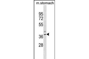 Mouse Kcnj11 Antibody (N-term) (ABIN1538879 and ABIN2850075) western blot analysis in mouse stomach tissue lysates (35 μg/lane). (KCNJ11 anticorps  (N-Term))
