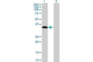 Western Blot analysis of HOXD1 expression in transfected 293T cell line by HOXD1 MaxPab polyclonal antibody. (HOXD1 anticorps  (AA 1-328))