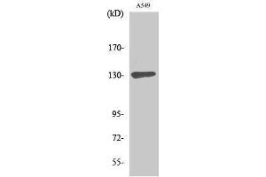 Western Blotting (WB) image for anti-SIN3 Transcription Regulator Homolog B (SIN3B) (Internal Region) antibody (ABIN3185694) (SIN3B anticorps  (Internal Region))