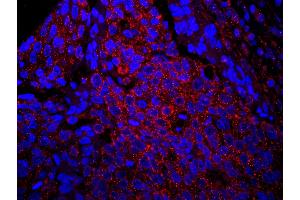 Immunofluorescence (IF) image for anti-Insulin Receptor Substrate 1 (IRS1) (AA 1192-1242) antibody (ABIN7448979)