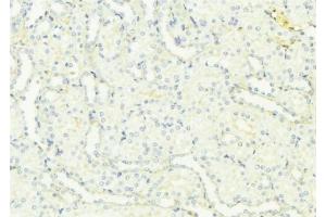 ABIN6276955 at 1/100 staining Mouse kidney tissue by IHC-P.