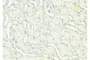 ABIN6276955 at 1/100 staining Mouse kidney tissue by IHC-P. (Uromodulin anticorps  (C-Term))
