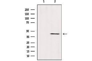 Western blot analysis of extracts from Mouse brain, using ABHD13 Antibody. (ABHD13 anticorps  (Internal Region))