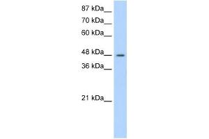 SURF6 antibody used at 1. (SURF6 anticorps  (N-Term))