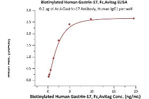 Immobilized Ain-17 antibody, Human IgG1 at 2 μg/mL (100 μL/well) can bind Biotinylated Human Gastrin-17, Fc,Avitag (ABIN6992409) with a linear range of 0.