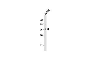 Anti-OR8B8 Antibody (C-term) at 1:1000 dilution + Jurkat whole cell lysate Lysates/proteins at 20 μg per lane. (OR8B8 anticorps  (C-Term))