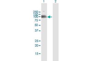 Western Blot analysis of LILRB1 expression in transfected 293T cell line by LILRB1 MaxPab polyclonal antibody.