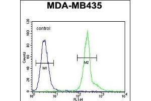KPRA Antibody (N-term) (ABIN654357 and ABIN2844121) flow cytometric analysis of MDA-M cells (right histogram) compared to a negative control cell (left histogram). (PRPSAP1 anticorps  (N-Term))