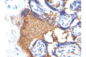 Formalin-fixed, paraffin-embedded human Placenta stained with Glycophorin A Mouse Monoclonal Antibody (GYPA/280). (CD235a/GYPA anticorps)