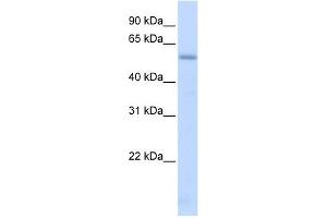 LMAN1 antibody used at 1 ug/ml to detect target protein. (LMAN1 anticorps  (N-Term))