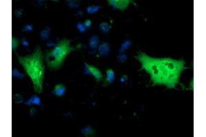 Anti-MGLL mouse monoclonal antibody (ABIN2454597) immunofluorescent staining of COS7 cells transiently transfected by pCMV6-ENTRY MGLL (RC218358). (MGLL anticorps)