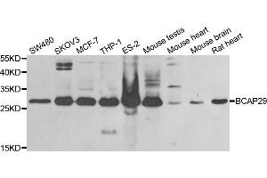 Western blot analysis of extracts of various cell lines, using BCAP29 antibody (ABIN5973749) at 1/1000 dilution. (BCAP29 anticorps)