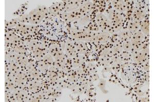 ABIN6273006 at 1/100 staining Rat kidney tissue by IHC-P. (MCM10 anticorps  (C-Term))