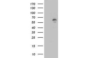 Image no. 3 for anti-Lipase, Endothelial (LIPG) antibody (ABIN1499171) (LIPG anticorps)
