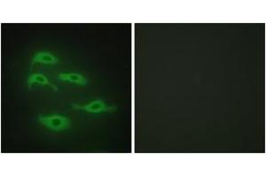Immunofluorescence analysis of HepG2 cells, using SERC3 Antibody. (SERINC3 anticorps  (AA 361-410))