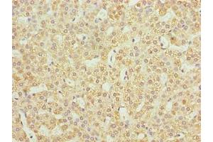Immunohistochemistry of paraffin-embedded human adrenal gland tissue using ABIN7165668 at dilution of 1:100