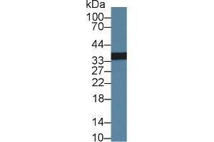 Western Blot; Sample: Human Lung lysate; Primary Ab: 1µg/ml Rabbit Anti-Human PLSCR1 Antibody Second Ab: 0. (PLSCR1 anticorps  (AA 1-318))