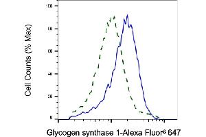 Validation of Glycogen synthase 1 knockdown using flow cytometry. (Recombinant Glycogen Synthase 1 anticorps)
