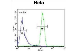 TM173 Antibody (C-term) flow cytometric analysis of Hela cells (right histogram) compared to a negative control cell (left histogram). (STING/TMEM173 anticorps  (C-Term))