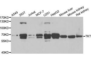 Western Blotting (WB) image for anti-Transketolase (TKT) antibody (ABIN1980330) (TKT anticorps)