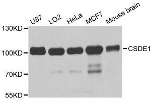 Western blot analysis of extracts of various cell lines, using CSDE1 antibody. (CDSE1 anticorps  (AA 369-600))