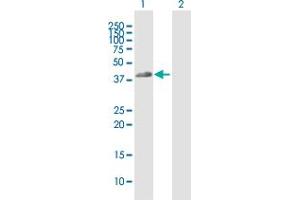 Western Blot analysis of FCGR2A expression in transfected 293T cell line by FCGR2A MaxPab polyclonal antibody.