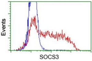 HEK293T cells transfected with either RC209305 overexpress plasmid (Red) or empty vector control plasmid (Blue) were immunostained by anti-SOCS3 antibody (ABIN2454588), and then analyzed by flow cytometry. (SOCS3 anticorps)