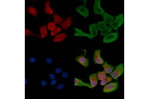 ABIN6263290 and ABIN6266589 staining HepG2 cells by IF/ICC.