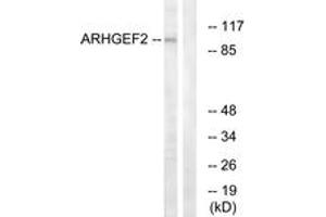 Western blot analysis of extracts from RAW264. (ARHGEF2 anticorps  (AA 383-432))