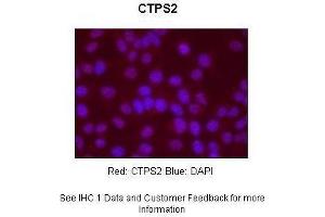Sample Type : Human Hep-2 cells Primary Antibody Dilution : 1:500 Secondary Antibody : Goat anti-rabbit-Alexa Fluor 568 Secondary Antibody Dilution : 1:400 Color/Signal Descriptions : Red: CTPS2 Blue: DAPI Gene Name : CTPS2 Submitted by : S. (CTPS2 anticorps  (N-Term))