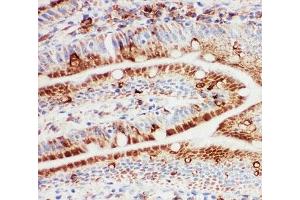 IHC-F testing of rat intestine tissue