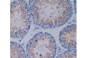 IHC-P analysis of testis tissue, with DAB staining. (CX3CL1 anticorps  (AA 83-330))