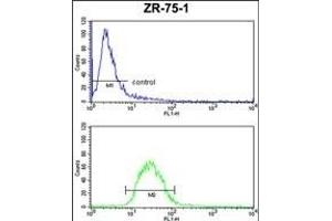 PTGER2 Antibody (Center) (ABIN652808 and ABIN2842529) FC analysis of ZR-75-1 cells (bottom histogram) compared to a negative control cell (top histogram).