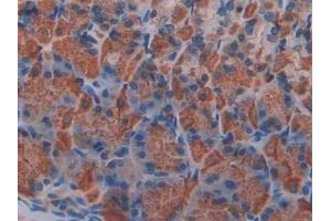 Detection of KLb in Mouse Stomach Tissue using Polyclonal Antibody to Klotho Beta (KLb)