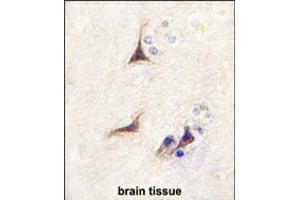 Formalin-fixed and paraffin-embedded human brain tissue reacted with NGFB antibody , which was peroxidase-conjugated to the secondary antibody, followed by DAB staining. (NGFB anticorps  (AA 84-115))