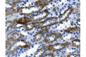 IHC analysis of Ca4 using anti-Ca4 antibody (ABIN7600898). (CA4 anticorps  (AA 25-291))