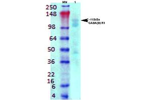 Western Blot analysis of Rat brain membrane lysate showing detection of GABA B Receptor 1 protein using Mouse Anti-GABA B Receptor 1 Monoclonal Antibody, Clone S93A-49 . (GABBR1 anticorps  (AA 873-977) (Atto 390))