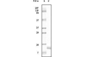 Western Blotting (WB) image for anti-Synuclein, gamma (Breast Cancer-Specific Protein 1) (SNCG) (truncated) antibody (ABIN2464104) (SNCG anticorps  (truncated))