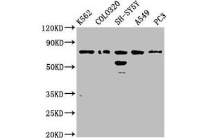 FAM5C anticorps  (AA 389-487)