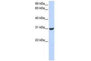 Image no. 1 for anti-Ring Finger Protein 182 (RNF182) (AA 144-193) antibody (ABIN6740825) (RNF182 anticorps  (AA 144-193))
