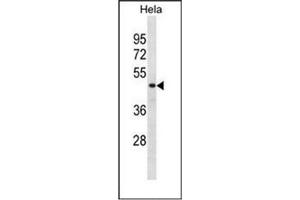 Western blot analysis of DRG1 / NEDD3 Antibody (C-term) in Hela cell line lysates (35ug/lane). (DRG1 anticorps  (C-Term))